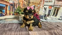 Isabel, a female Yorkshire Terrier for sale in Brighton, MO – Photo 2 of 2