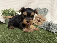 Levi, a female Yorkshire Terrier for sale in Brighton, MO – 7 of 7
