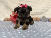 Candice , a female Yorkshire Terrier for sale in Brighton, MO – 3 of 7