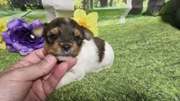 Hazel , a female Yorkshire Terrier for sale in Brighton, MO – 4 of 9