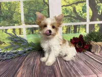 Brock NEUTERED , a male Yorkshire Terrier for sale in Brighton, MO – 3 of 6