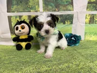 Seth, a male Yorkshire Terrier for sale in Brighton, MO – 5 of 8
