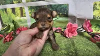 Hailey , a female Yorkshire Terrier for sale in Brighton, MO – 3 of 8
