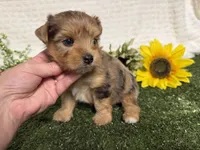 Roman, a male Yorkshire Terrier for sale in Brighton, MO – 2 of 10