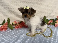 Hazel , a female Yorkshire Terrier for sale in Brighton, MO – 6 of 10