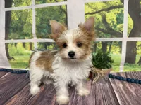Brock NEUTERED , a male Yorkshire Terrier for sale in Brighton, MO – 6 of 6