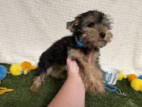 Smudge, a male Yorkshire Terrier for sale in Brighton, MO – 2 of 6