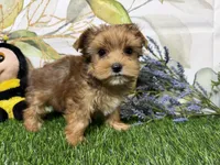 Reed, a male Yorkshire Terrier for sale in Brighton, MO – 5 of 7