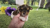 Hazel , a female Yorkshire Terrier for sale in Brighton, MO – 8 of 9
