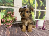 Heidi, a female Yorkshire Terrier for sale in Brighton, MO – 4 of 6