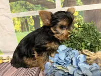Levi, a male Yorkshire Terrier for sale in Brighton, MO – 8 of 8