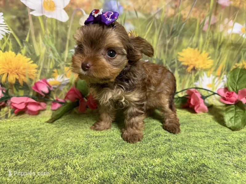 Hailey  – Yorkshire Terrier puppy for sale in Brighton, MO