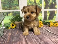Roman NEUTERED , a male Yorkshire Terrier for sale in Brighton, MO – 3 of 7