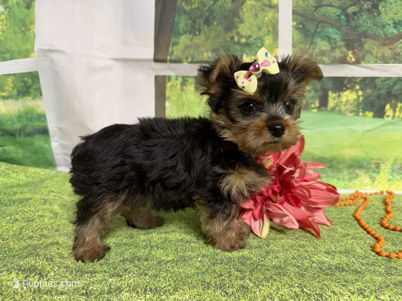 Shellu – Yorkshire Terrier puppy for sale in Brighton, MO