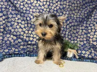 Levi neutered , a male Yorkshire Terrier for sale in Brighton, MO – 5 of 10
