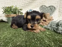 Levi, a female Yorkshire Terrier for sale in Brighton, MO – 2 of 7