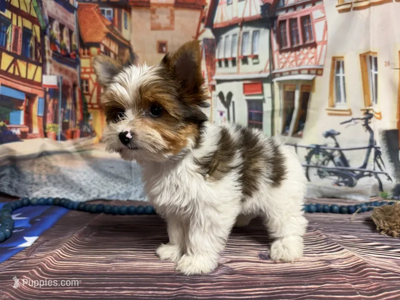Carter  – Yorkshire Terrier puppy for sale in Brighton, MO
