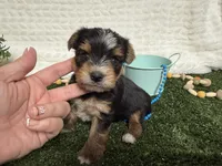 Holland, a female Yorkshire Terrier for sale in Brighton, MO – 3 of 10