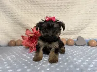 Candice , a female Yorkshire Terrier for sale in Brighton, MO – 7 of 7