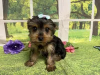 Savanna , a male Yorkshire Terrier for sale in Brighton, MO – 7 of 9
