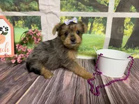 Heidi, a female Yorkshire Terrier for sale in Brighton, MO – 6 of 6