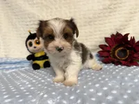 Sylvester , a male Yorkshire Terrier for sale in Brighton, MO – 6 of 9
