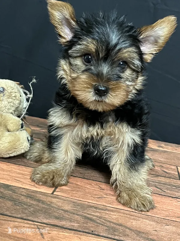 Clover  – Yorkshire Terrier puppy for sale in Brighton, MO