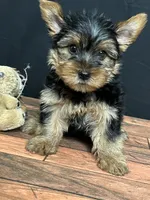 Clover , a male Yorkshire Terrier for sale in Brighton, MO – 1 of 7