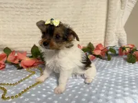 Hazel , a female Yorkshire Terrier for sale in Brighton, MO – 4 of 10