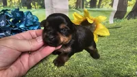 Cody, a female Yorkshire Terrier for sale in Brighton, MO – 5 of 6