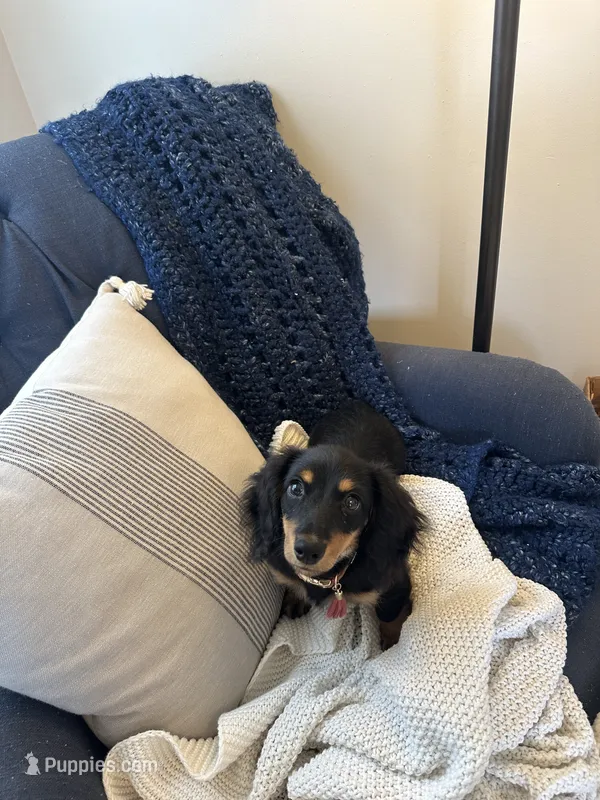 Trixie – Miniature Dachshund puppy for sale in Americus, GA