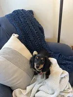 Trixie, a female Miniature Dachshund for sale in Americus, GA – 1 of 1