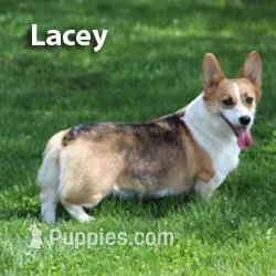 Lacey