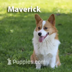 Maverick