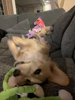 Archer, a male Miniature Dachshund for sale in Asheville, NC – Photo 3 of 4