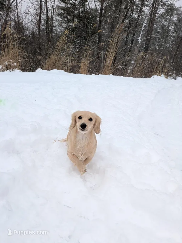 Archer – Miniature Dachshund puppy on hold in Asheville, NC