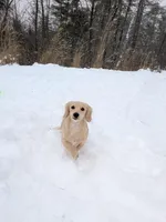 Archer, a male Miniature Dachshund for sale in Asheville, NC – Photo 1 of 4