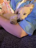 Archer, a male Miniature Dachshund for sale in Asheville, NC – Photo 2 of 4