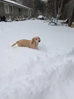 Archer, a male Miniature Dachshund for sale in Asheville, NC – Photo 4 of 4