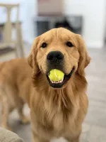 Purple collar girl, a female Golden Retriever for sale in Phoenix, AZ – Photo 4 of 4