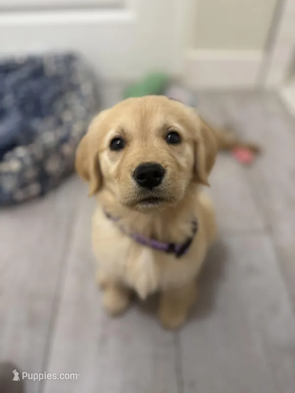 Purple collar girl – Golden Retriever puppy for sale in Phoenix, AZ