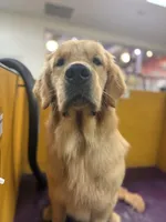 Purple collar girl, a female Golden Retriever for sale in Phoenix, AZ – Photo 3 of 4