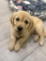 Purple collar girl, a female Golden Retriever for sale in Phoenix, AZ – Photo 2 of 4