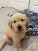 Black collar boy, a male Golden Retriever for sale in Phoenix, AZ – Photo 3 of 5