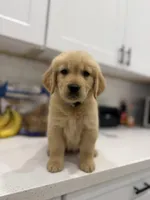 Black collar boy, a male Golden Retriever for sale in Phoenix, AZ – Photo 1 of 5