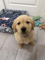 Black collar boy, a male Golden Retriever for sale in Phoenix, AZ – Photo 2 of 5