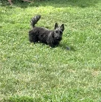 Cherry, a female Scottish Terrier for sale in Bristol, VA – 3 of 3