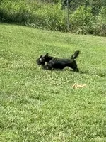 Cherry, a female Scottish Terrier for sale in Bristol, VA – 2 of 3