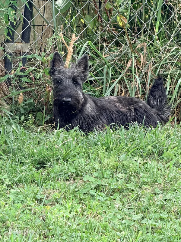 Cherry – Scottish Terrier puppy for sale in Bristol, VA