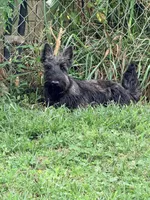 Cherry, a female Scottish Terrier for sale in Bristol, VA – 1 of 3